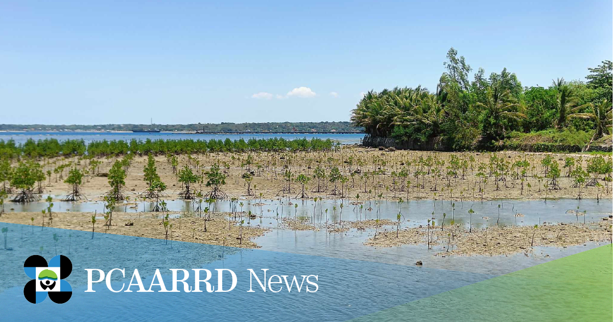 DOST-PCAARRD, MMSU launch nature-based solutions project on mangrove management in Ilocos Norte